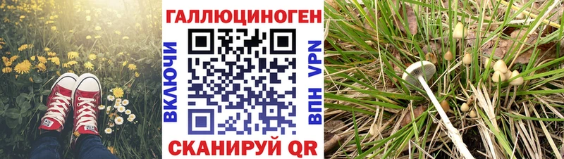 купить  сайты  Темрюк  Галлюциногенные грибы GOLDEN TEACHER 